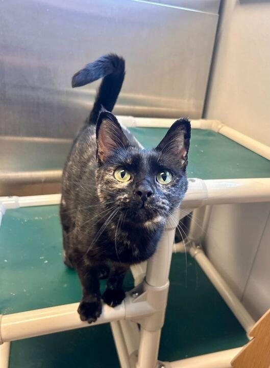 Enlarge Stiletto, a Adoptable mixed breed in Minot, ND image 2/5