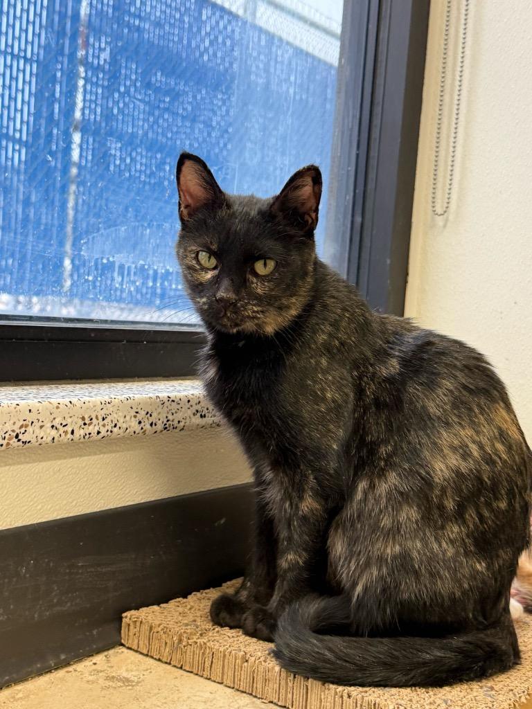 Enlarge Stiletto, a Adoptable mixed breed in Minot, ND image 2/4