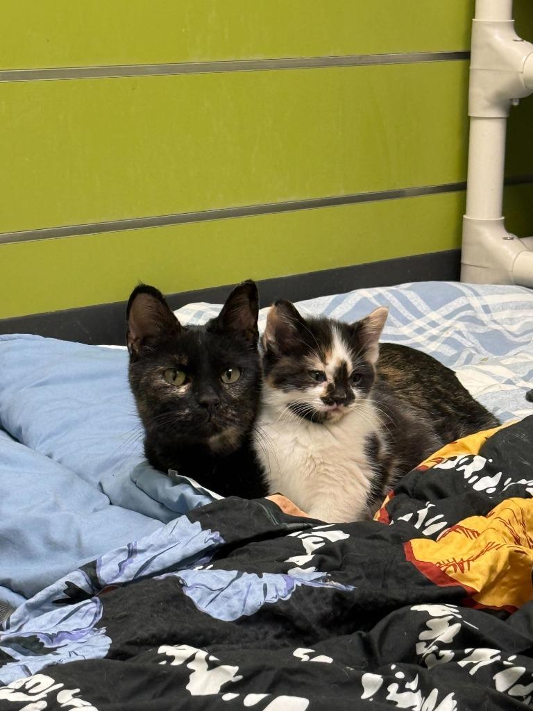 Enlarge Stiletto, a Adoptable mixed breed in Minot, ND image 3/4