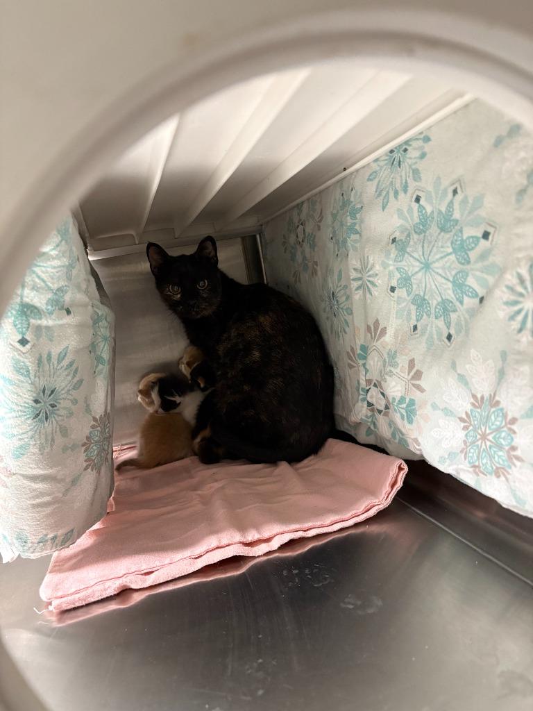 Enlarge Stiletto, a Adoptable mixed breed in Minot, ND image 4/4