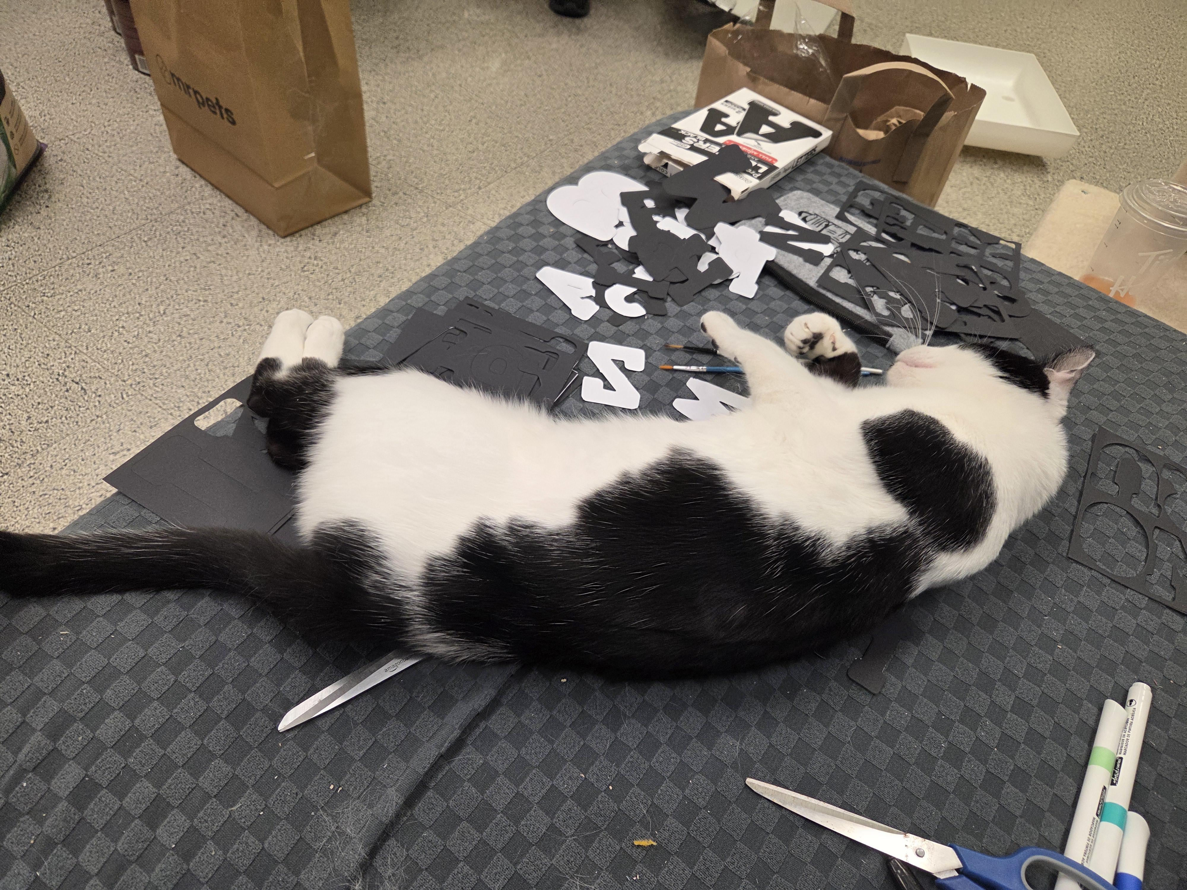Mr. Moo - CHWK Mr. Pets (by appointment), an adopted Domestic Short Hair in Chilliwack, BC image 4/5