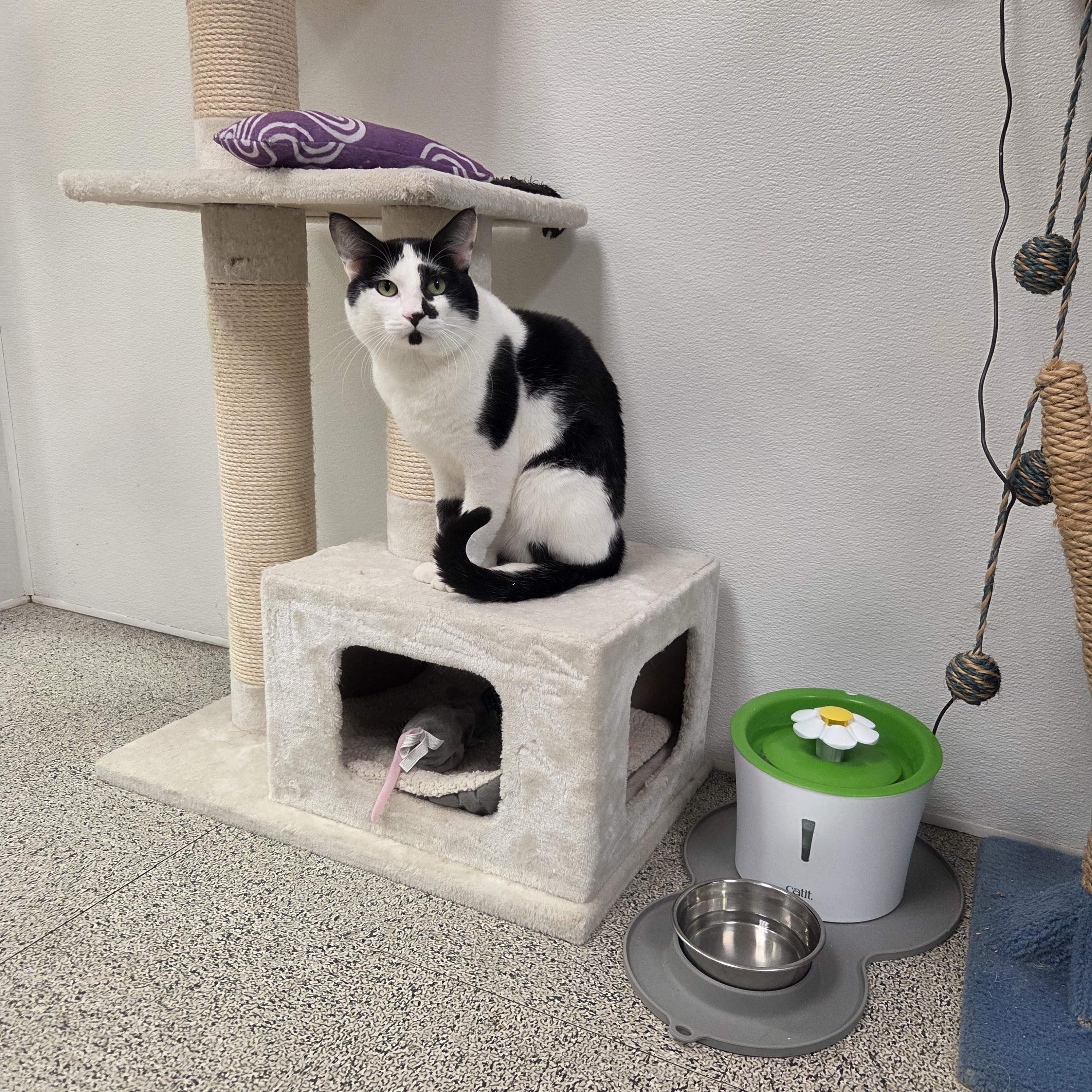 Mr. Moo - CHWK Mr. Pets (by appointment), an adopted Domestic Short Hair in Chilliwack, BC image 2/5