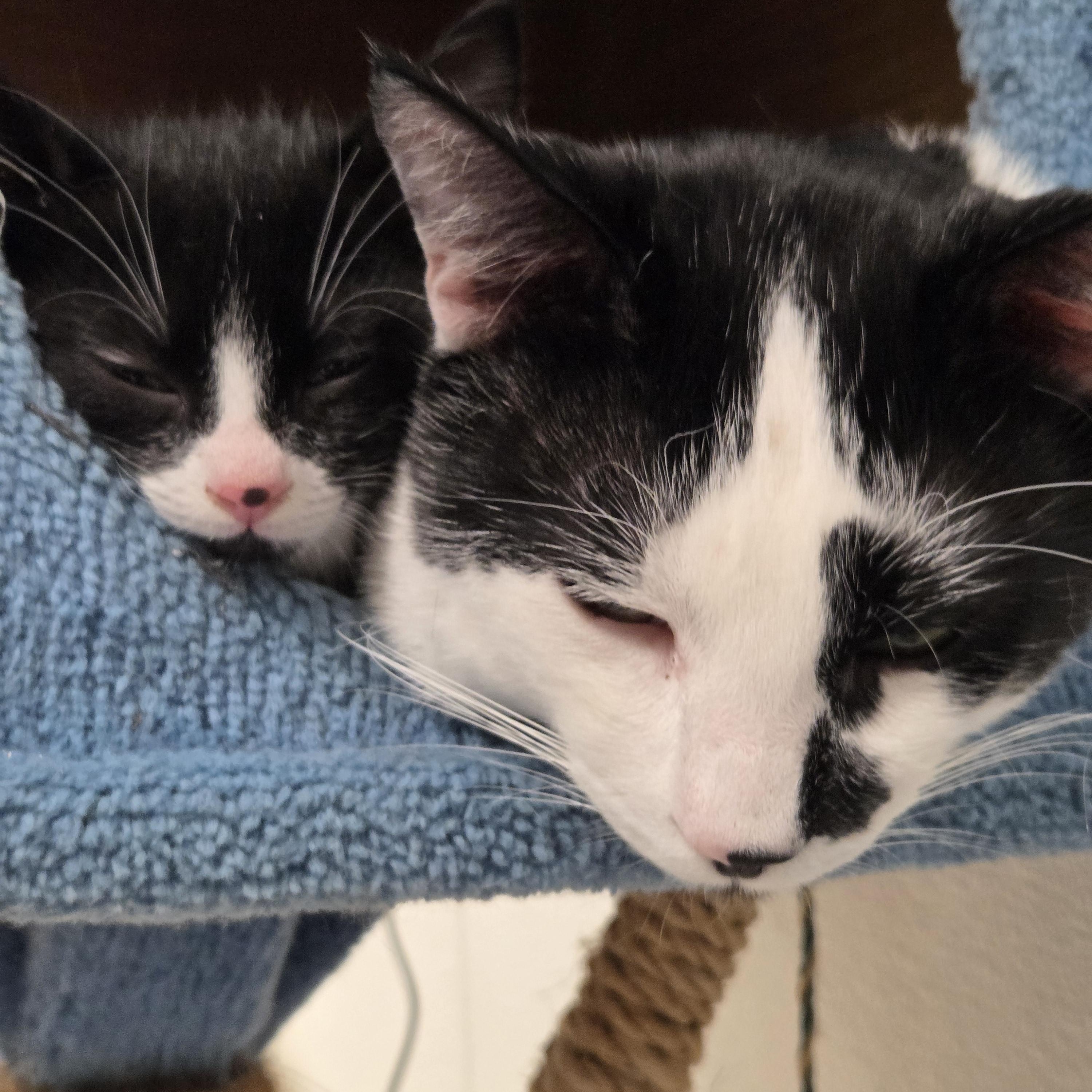 Mr. Moo - CHWK Mr. Pets (by appointment), an adopted Domestic Short Hair in Chilliwack, BC image 5/5