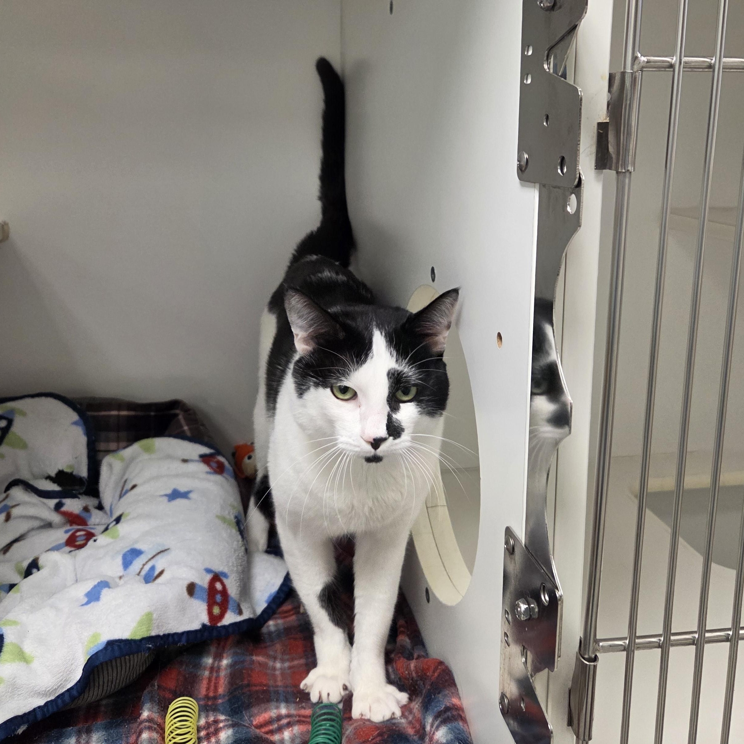 Mr. Moo - CHWK Mr. Pets (by appointment), an adopted Domestic Short Hair in Chilliwack, BC image 1/5