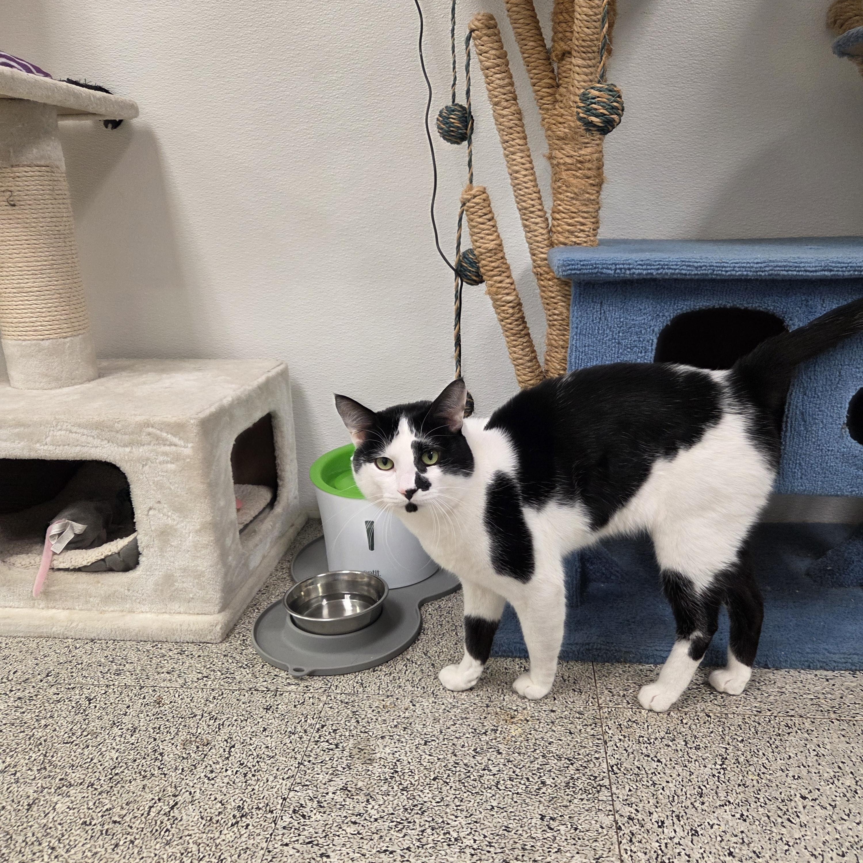 Mr. Moo - CHWK Mr. Pets (by appointment), an adopted Domestic Short Hair in Chilliwack, BC image 3/5