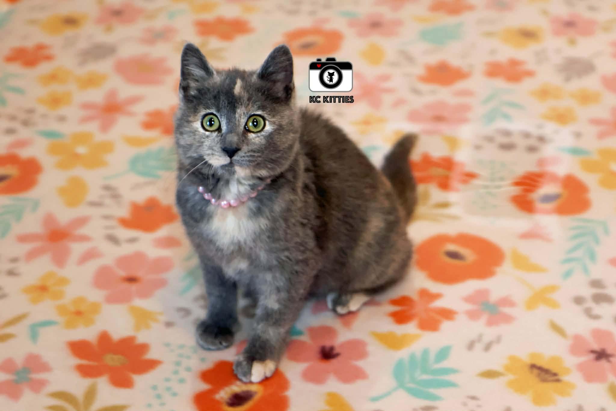 Enlarge Porsche, an adopted Domestic Short Hair in Overland Park, KS image 2/6