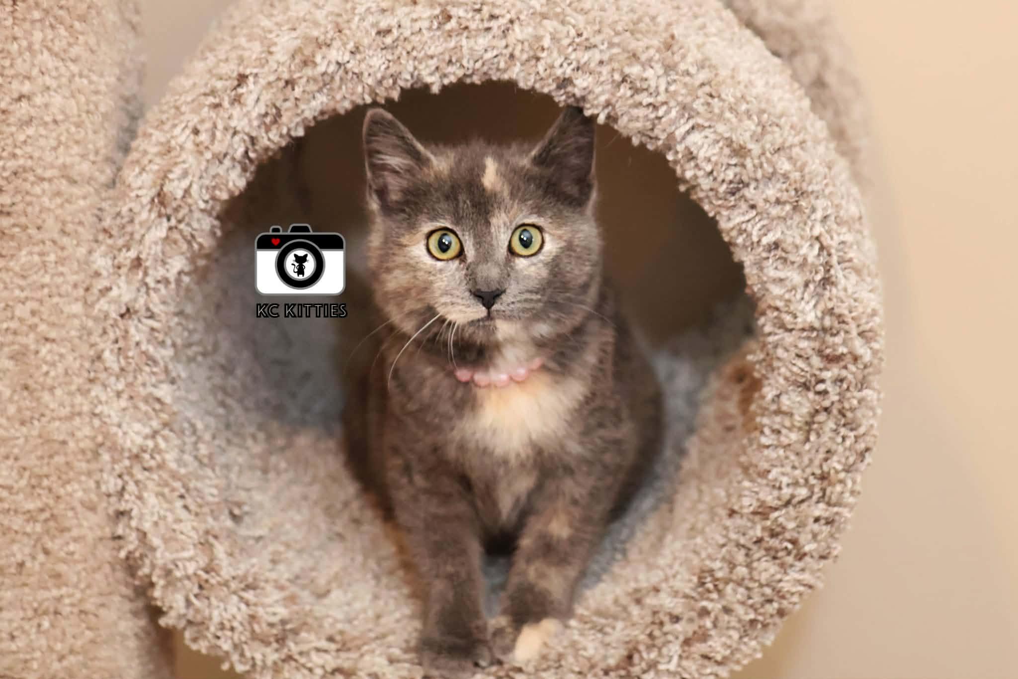 Enlarge Porsche, an adopted Domestic Short Hair in Overland Park, KS image 4/6