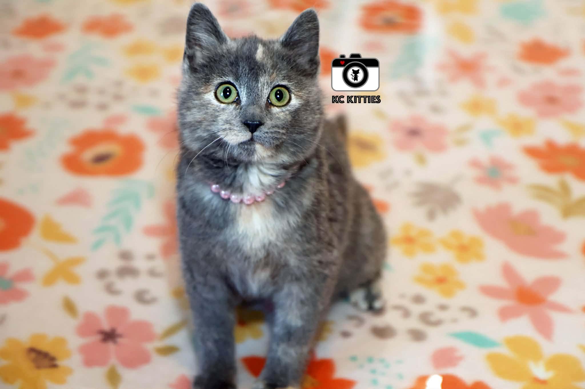 Enlarge Porsche, an adopted Domestic Short Hair in Overland Park, KS image 6/6