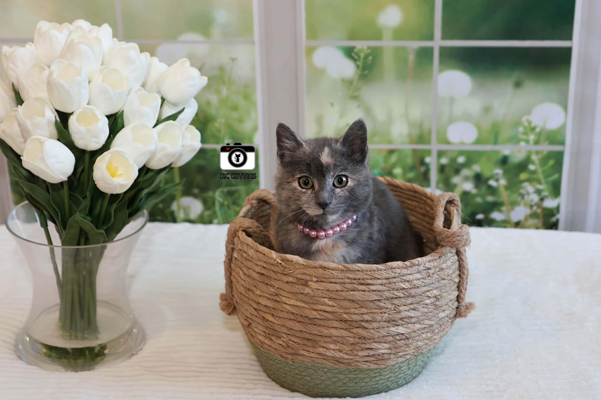 Enlarge Porsche, an adopted Domestic Short Hair in Overland Park, KS image 3/6