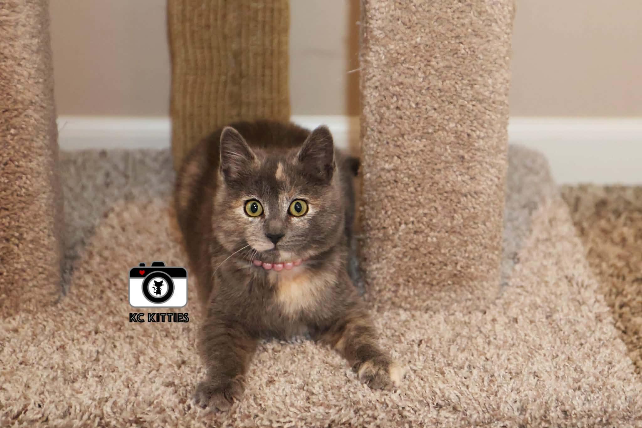 Enlarge Porsche, an adopted Domestic Short Hair in Overland Park, KS image 1/6