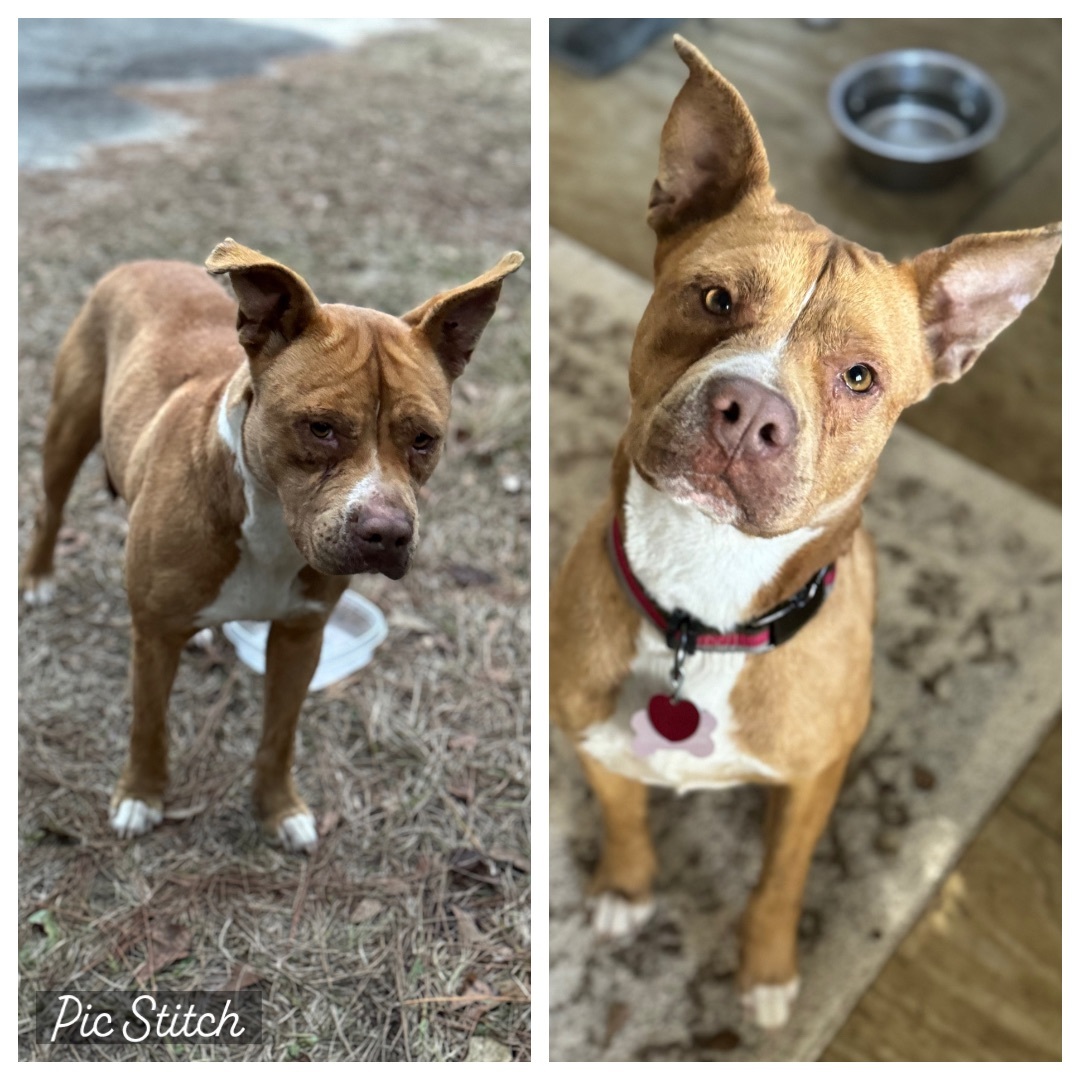 Sara, an adoptable Pit Bull Terrier in Valdosta, GA, 31601 | Photo Image 1