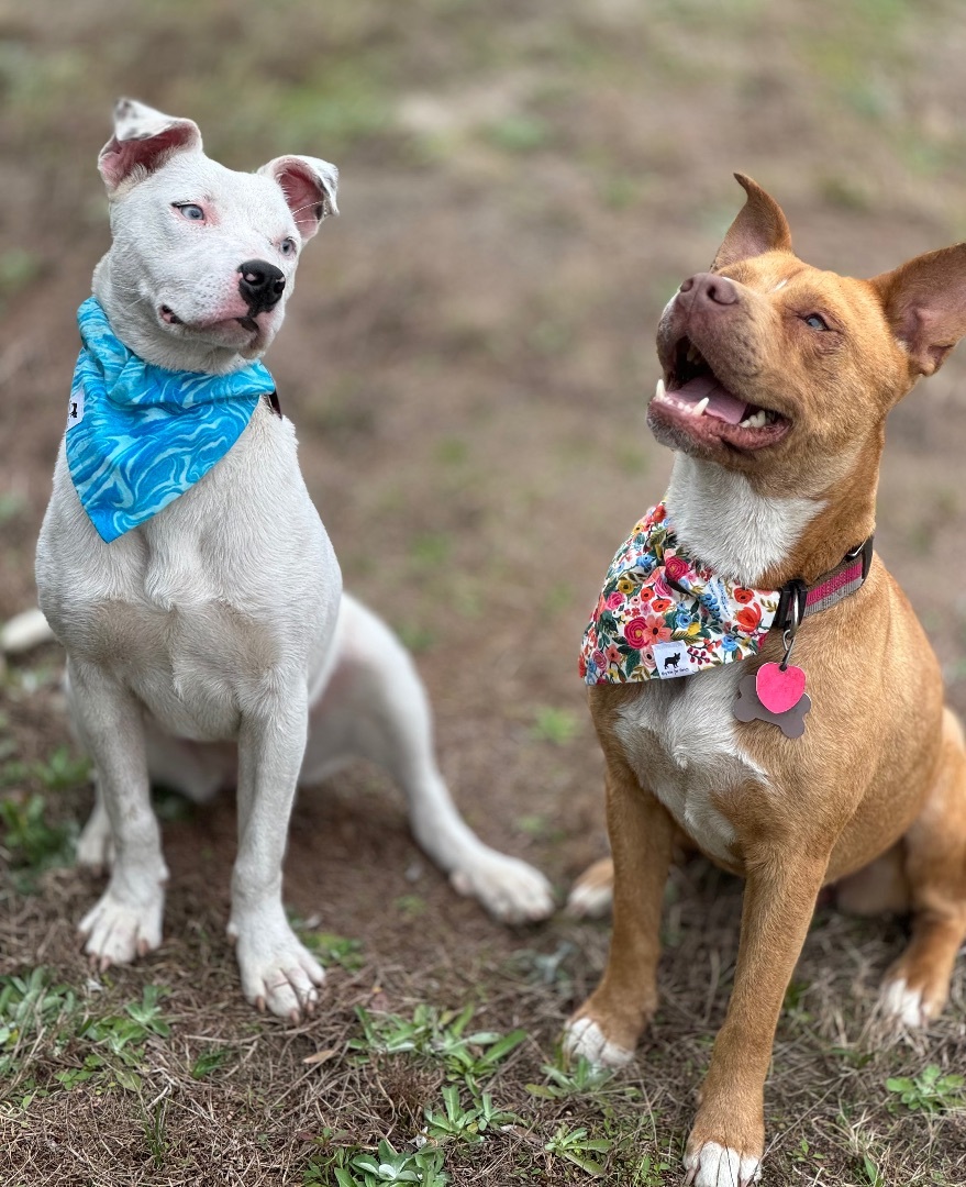 Sara, an adoptable Pit Bull Terrier in Valdosta, GA, 31601 | Photo Image 2