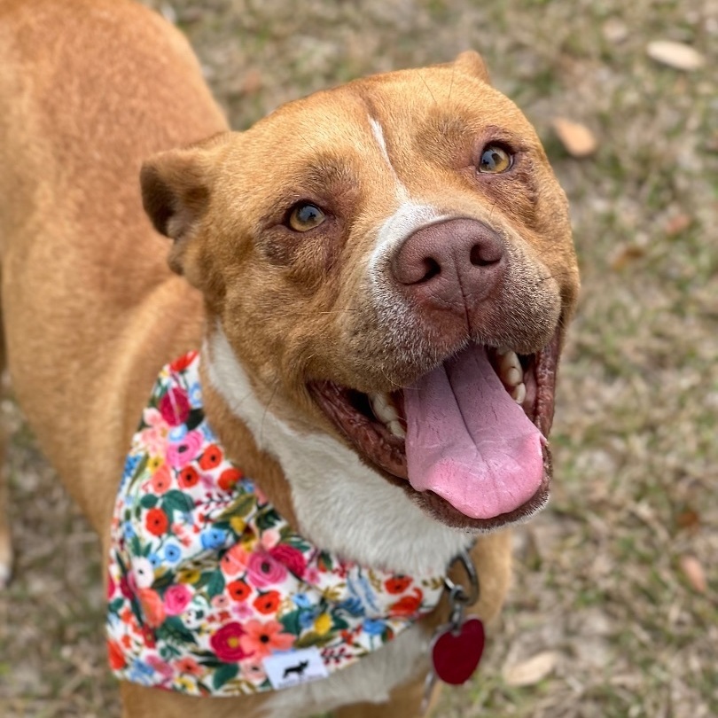Sara, an adoptable Pit Bull Terrier in Valdosta, GA, 31601 | Photo Image 5