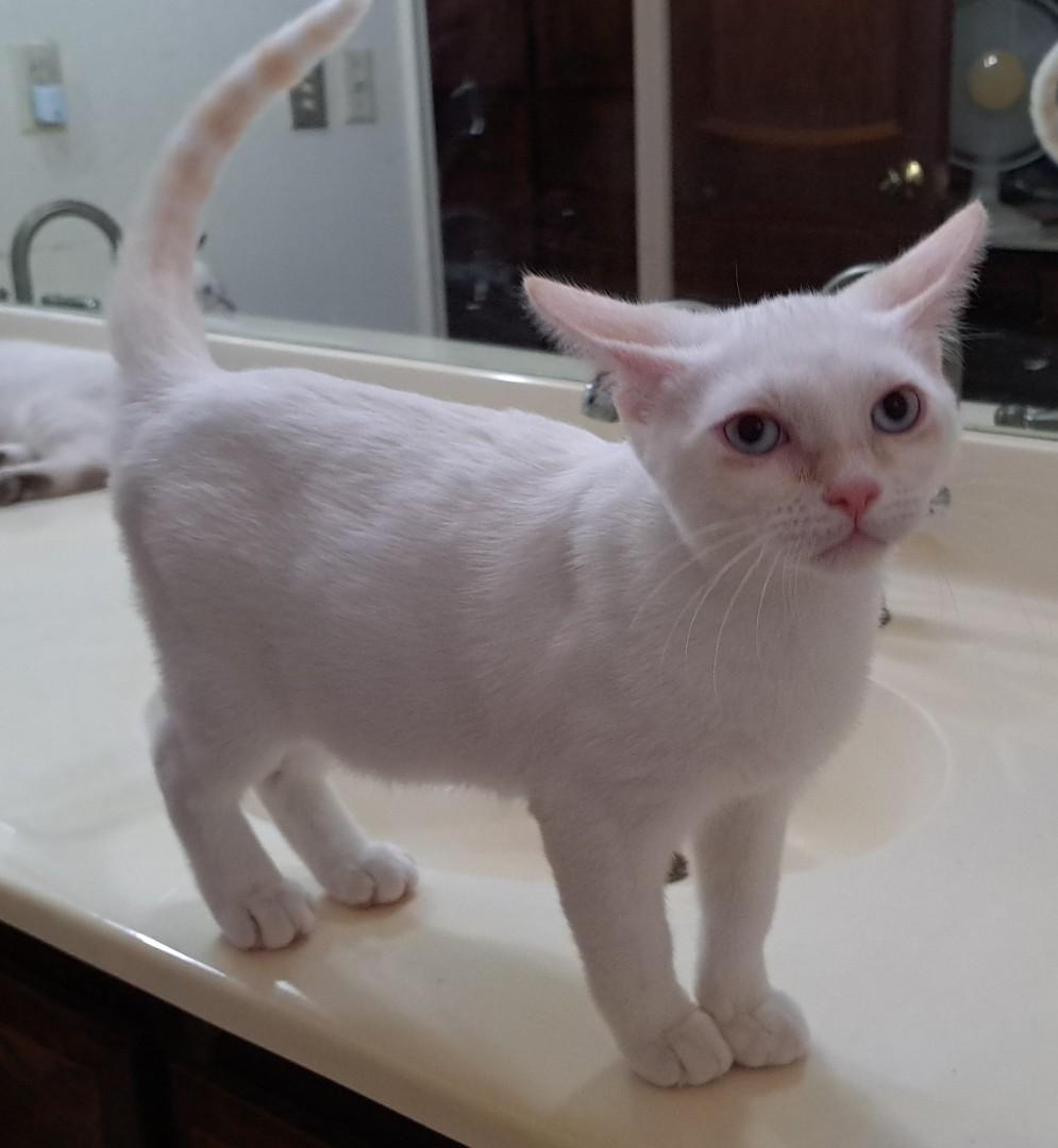 Cheyenne (bonded with Maverick), Adopted, Kitten Female Siamese.