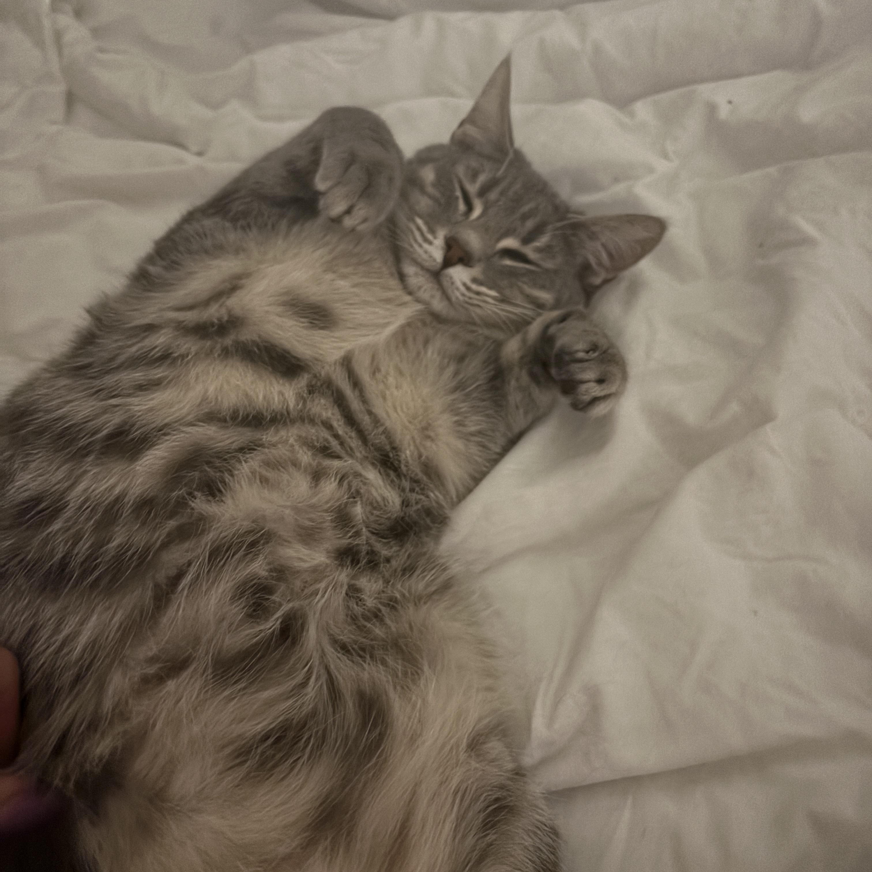 DJ Kitty — thumbnail 2