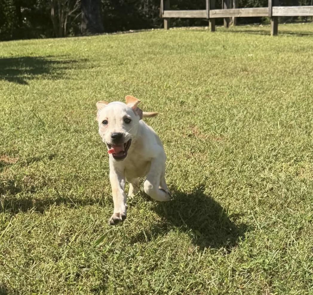 Spud, Adoptable, Young Male Labrador Retriever.