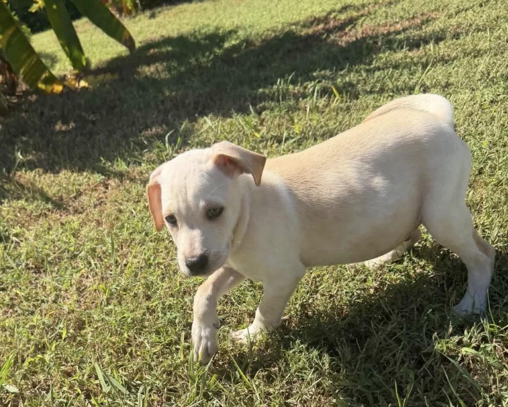 Enlarge Spud, a Adoptable mixed breed in Vicksburg, MS image 2/2