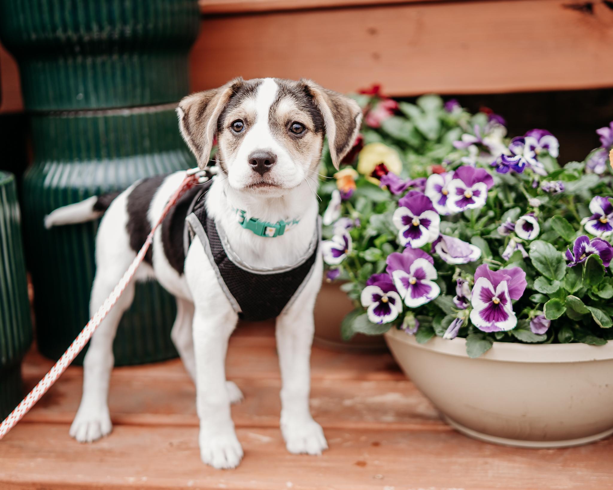 Daphne, Adoptable, Puppy Female Beagle & Retriever.