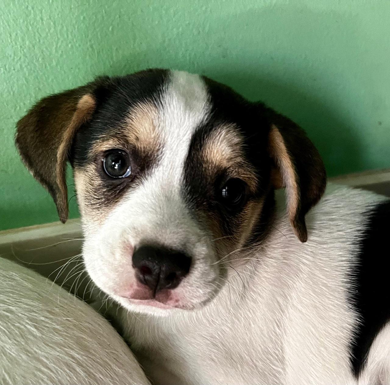 Enlarge Daphne, a Adoptable mixed breed in Minneapolis, MN image 5/6