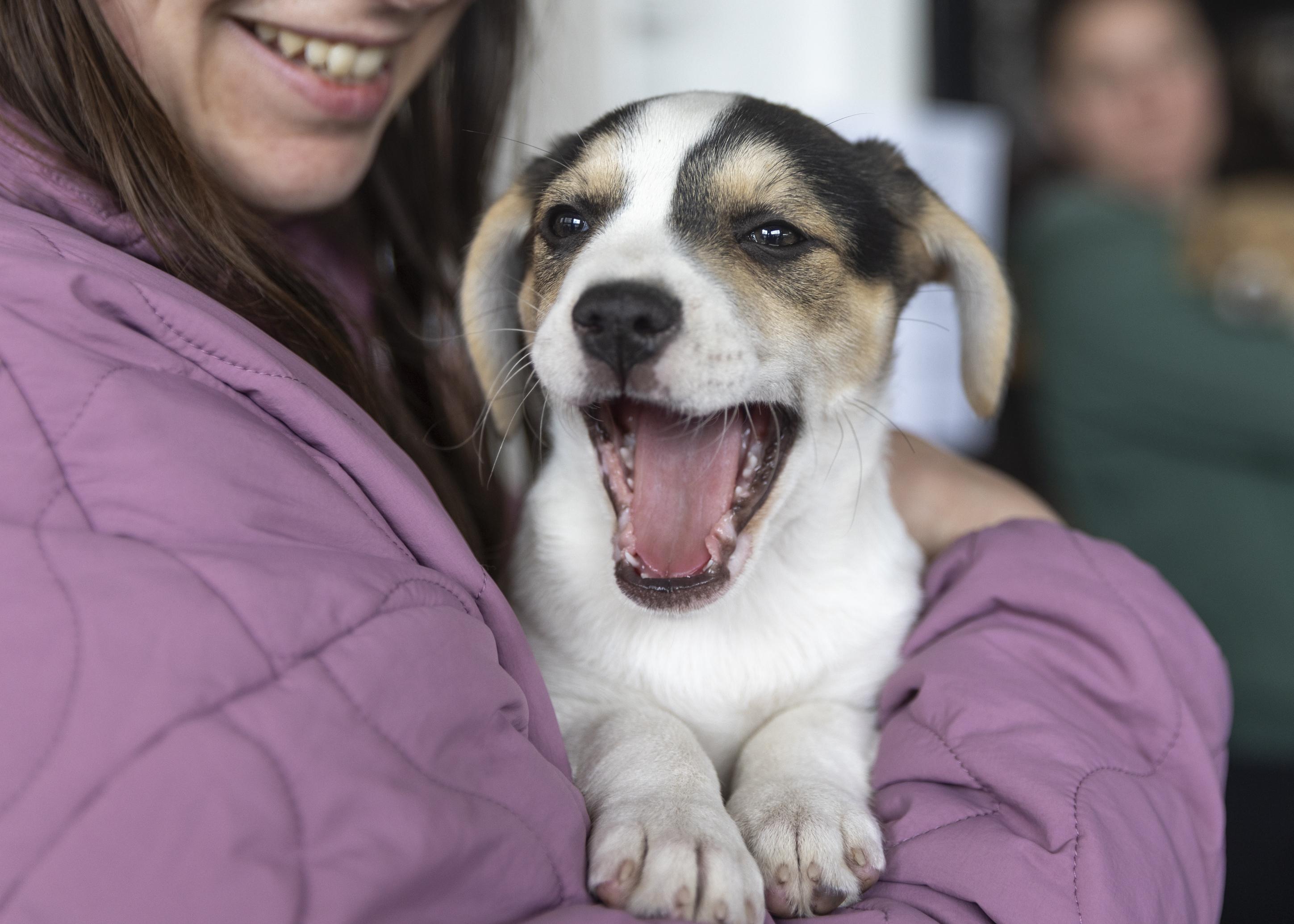 Daphne, Adoptable, Puppy Female Beagle & Retriever.
