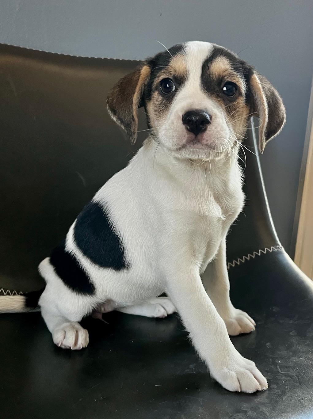 Enlarge Daphne, a Adoptable mixed breed in Minneapolis, MN image 3/6