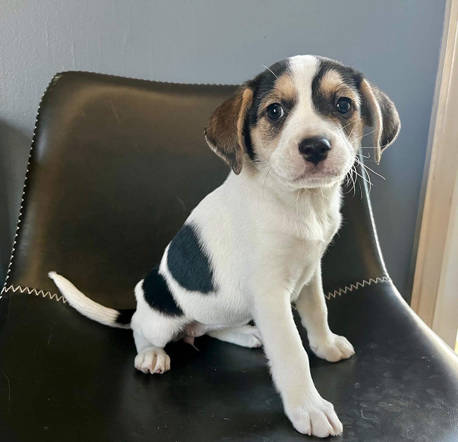 Enlarge Daphne, a Adoptable mixed breed in Minneapolis, MN image 6/6