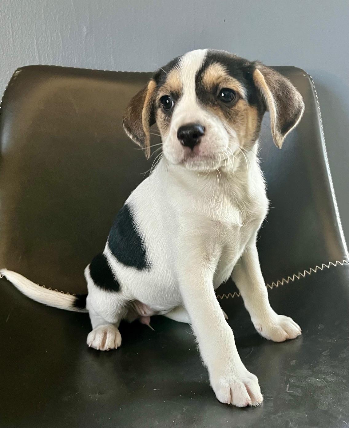 Enlarge Daphne, a Adoptable mixed breed in Minneapolis, MN image 4/6