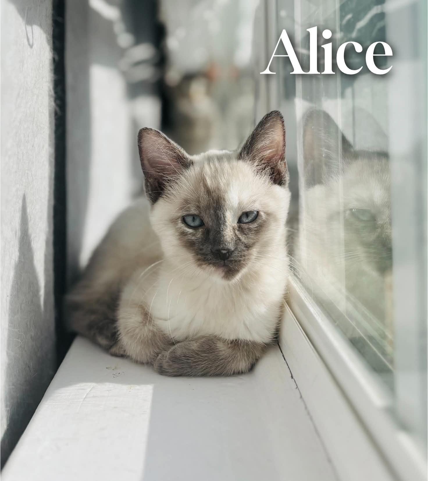 Alice, an adopted Siamese in Mansfield, TX image 4/4