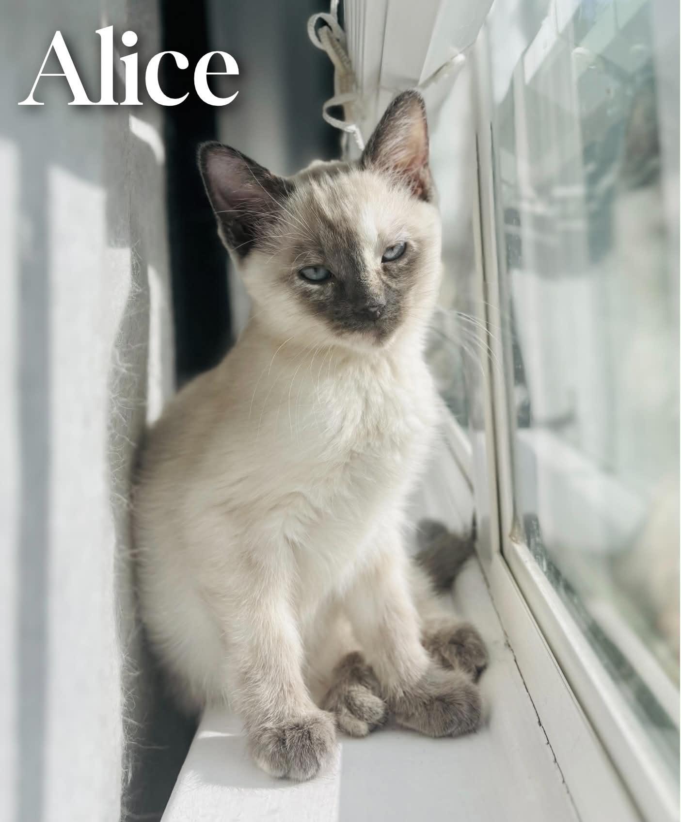 Alice, an adopted Siamese in Mansfield, TX image 3/4
