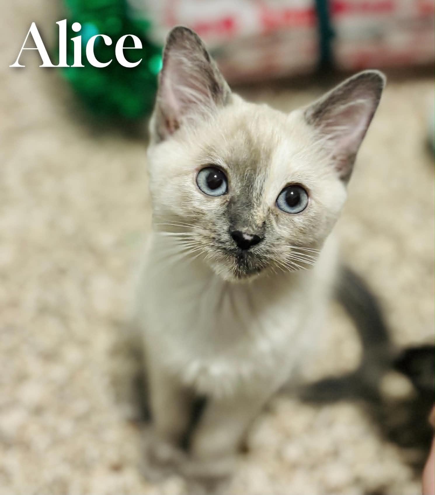 Alice, an adopted Siamese in Mansfield, TX image 1/4
