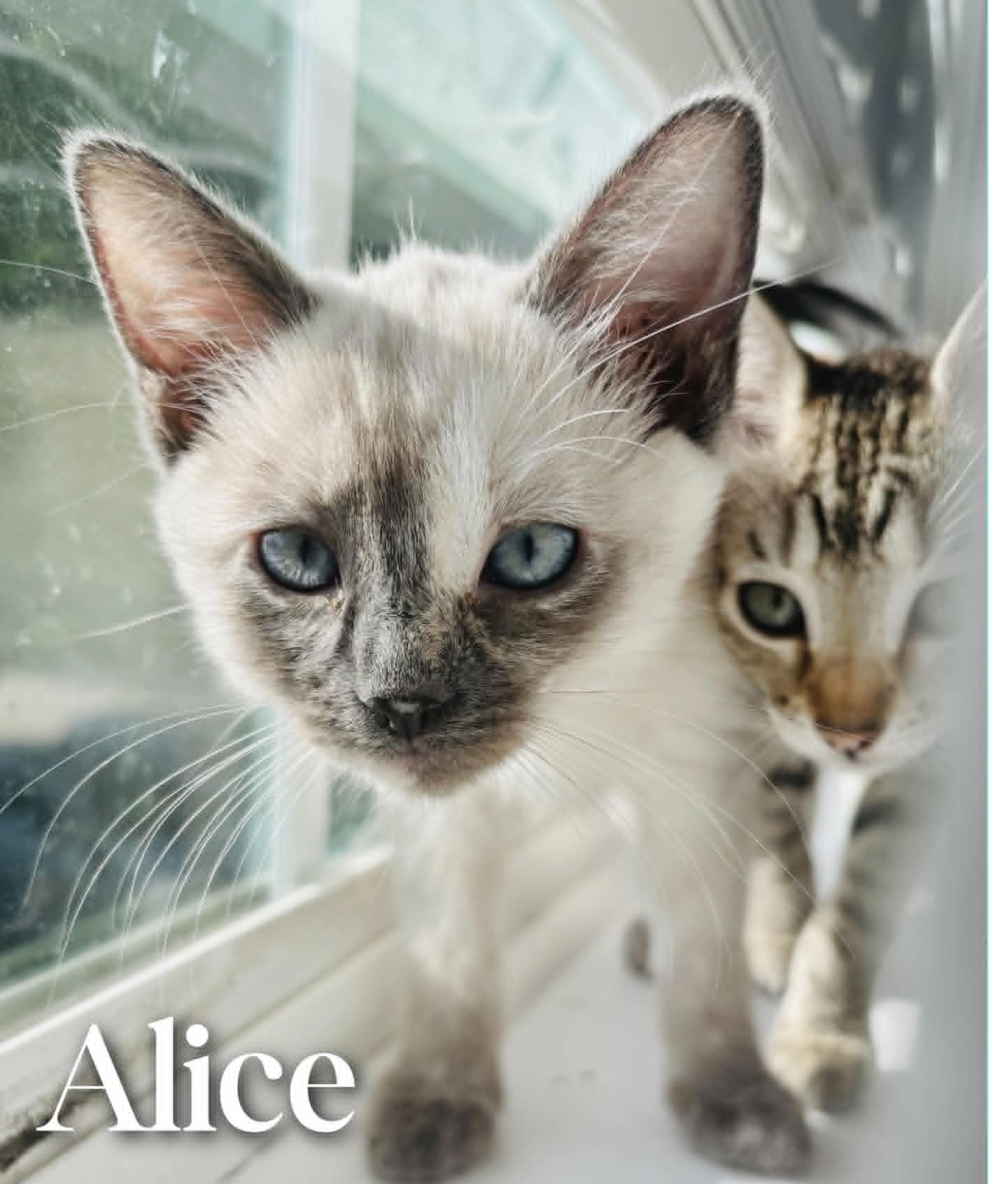 Alice, an adopted Siamese in Mansfield, TX image 2/4
