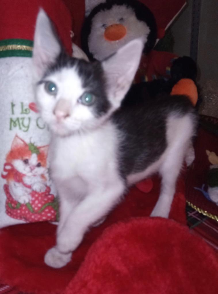 Poncho, Adoptable, Kitten Male Domestic Short Hair.
