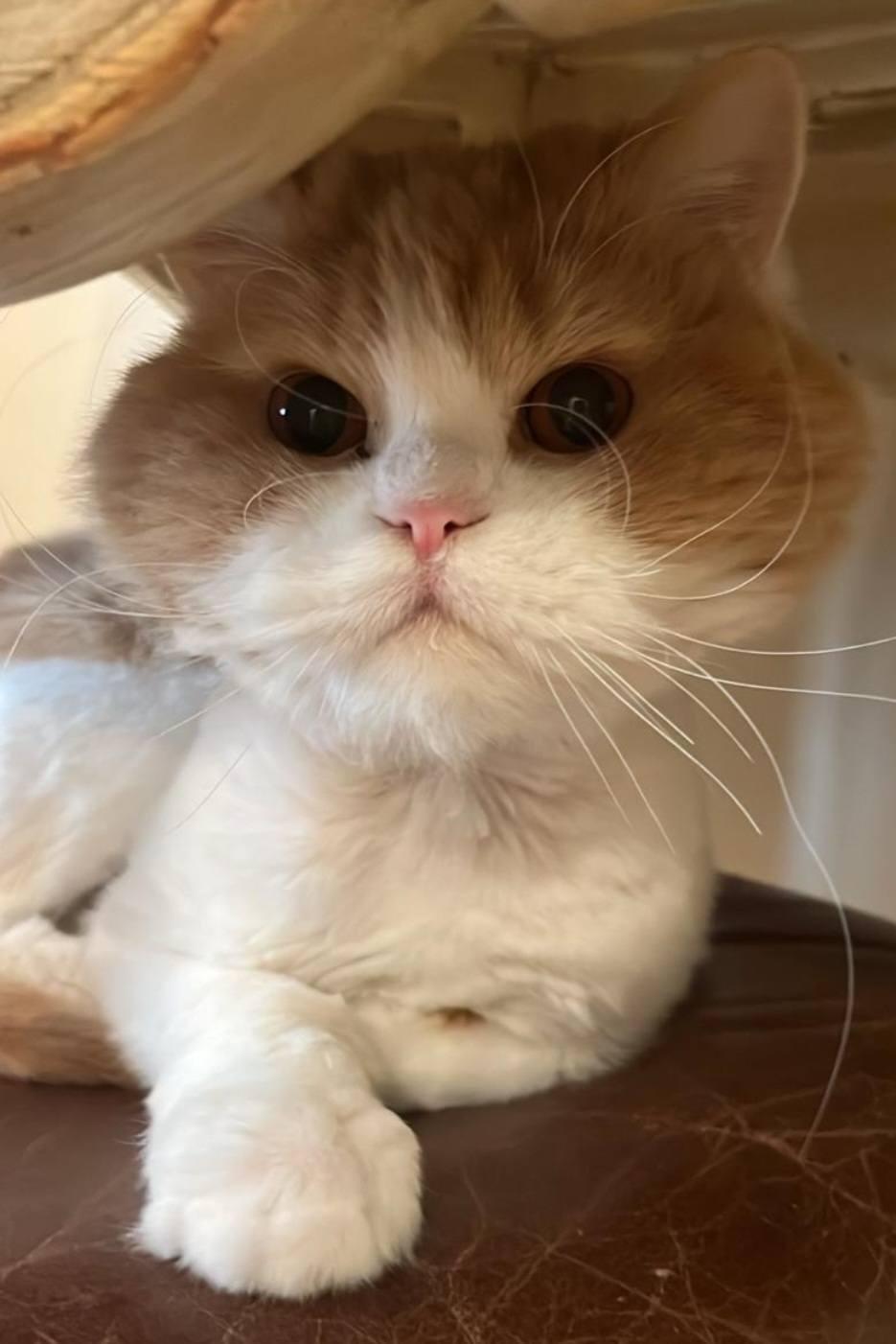 Enlarge Big Face, a Adopted Persian in Snow Hill, MD image 1/2