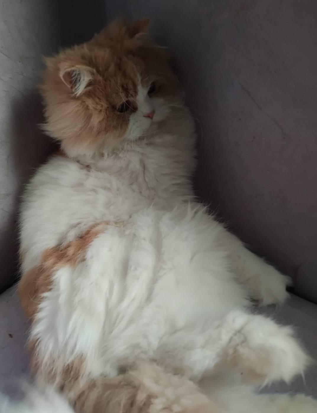 Enlarge Big Face, a Adopted Persian in Snow Hill, MD image 2/2