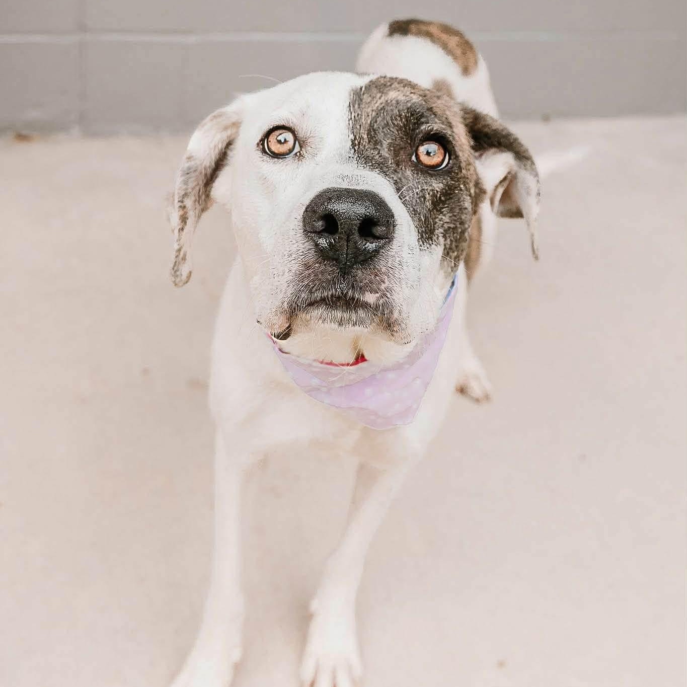 Enlarge Tiramisu, a ADOPTABLE Mixed Breed in Yaphank, NY image 3/6