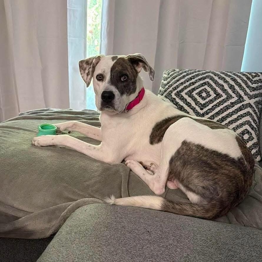 Enlarge Tiramisu, a ADOPTABLE Mixed Breed in Yaphank, NY image 4/6