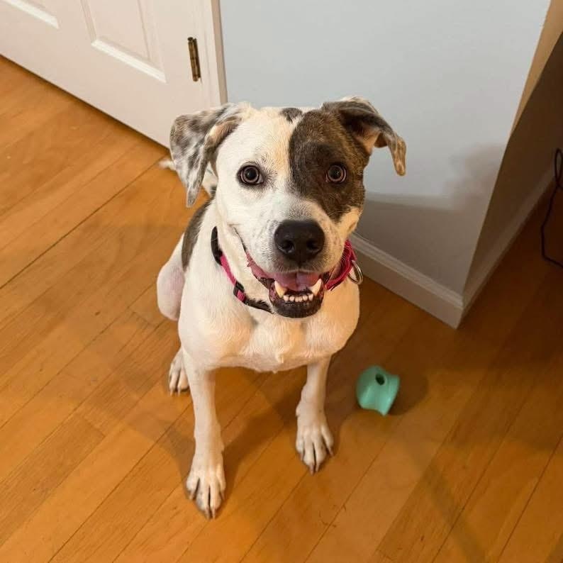 Tiramisu, Adoptable, Adult Female Mixed Breed.