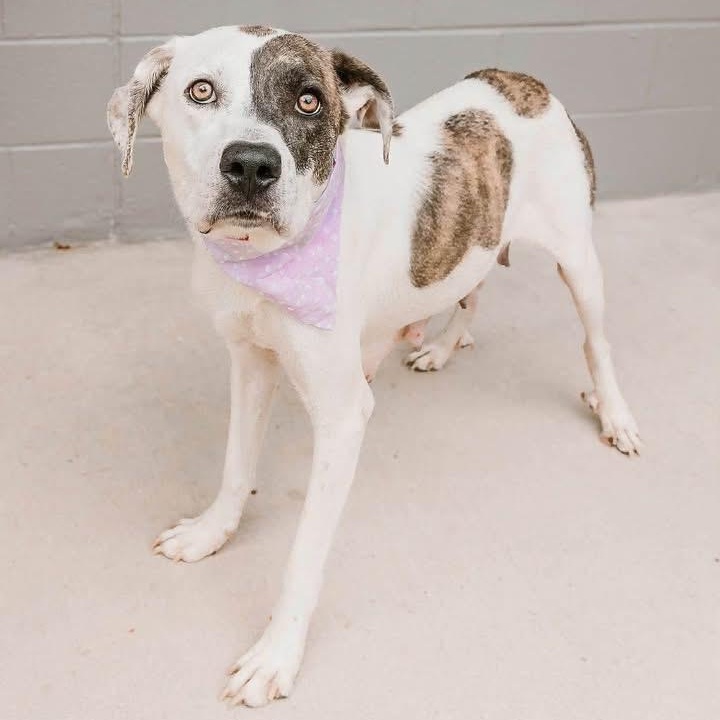Enlarge Tiramisu, a ADOPTABLE Mixed Breed in Yaphank, NY image 2/6