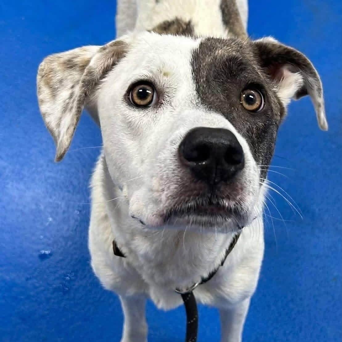 Enlarge Tiramisu, a ADOPTABLE Mixed Breed in Yaphank, NY image 6/6