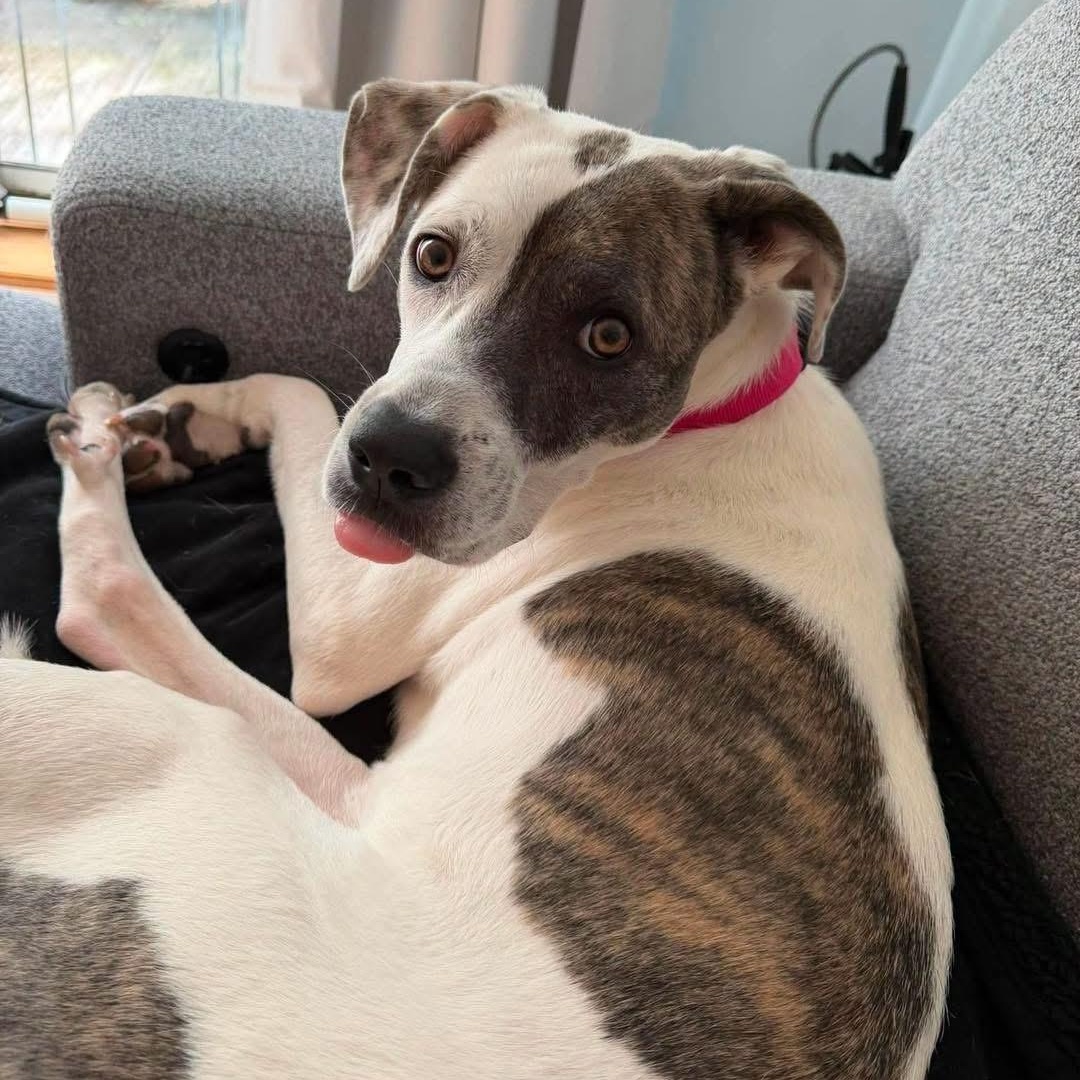 Enlarge Tiramisu, a ADOPTABLE Mixed Breed in Yaphank, NY image 5/6