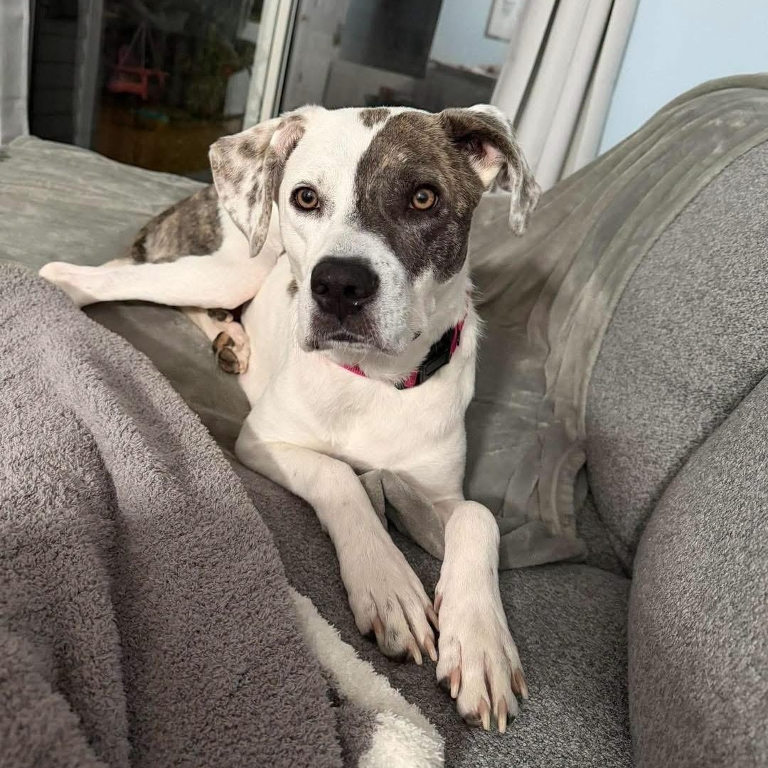 Tiramisu, ADOPTABLE, Adult Female Mixed Breed.