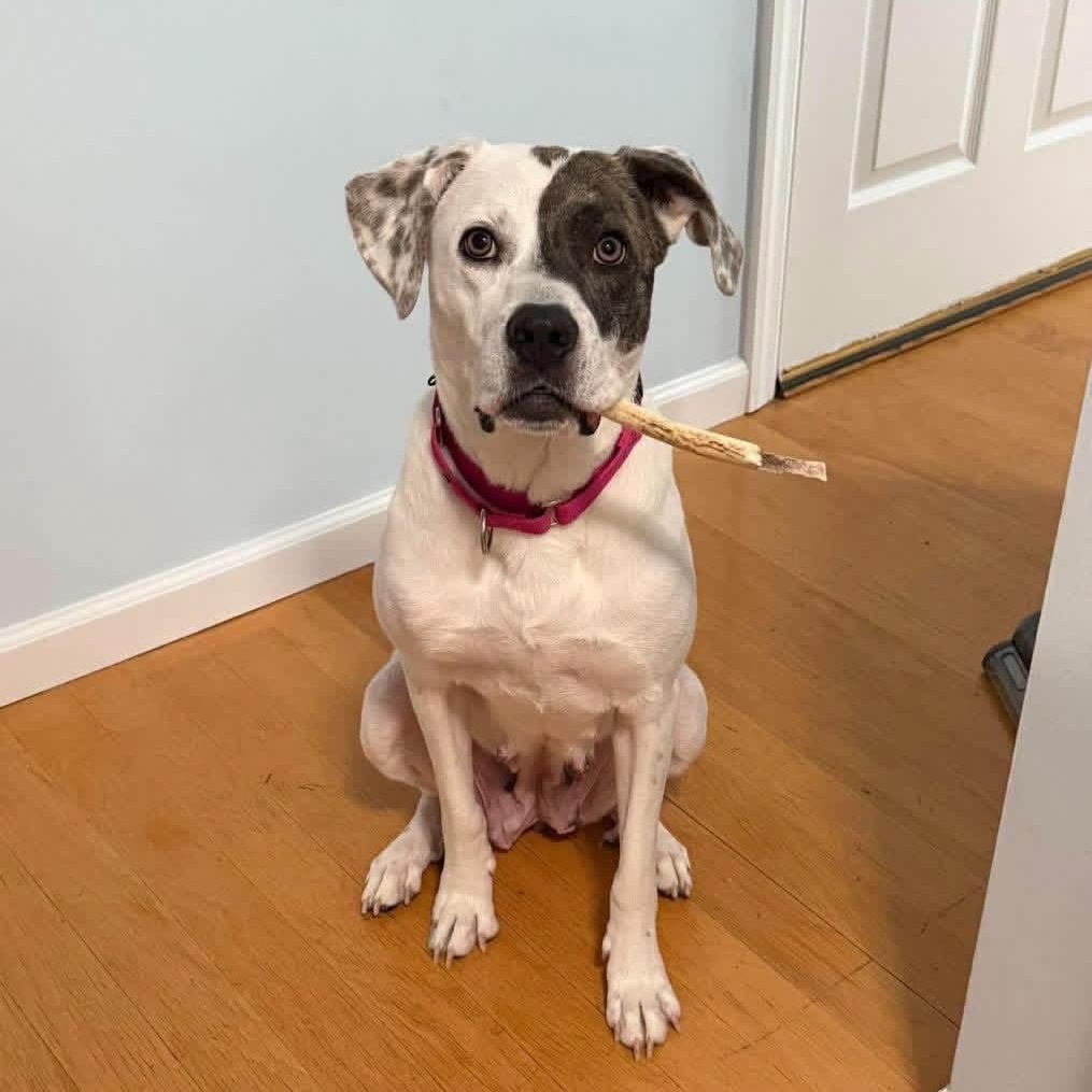 Enlarge Tiramisu, a Adoptable Mixed Breed in Yaphank, NY image 5/6