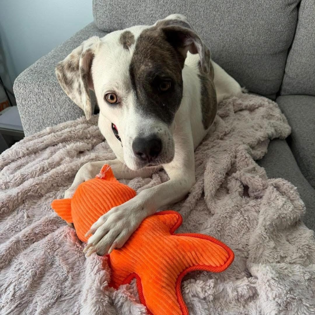 Enlarge Tiramisu, a Adoptable Mixed Breed in Yaphank, NY image 6/6