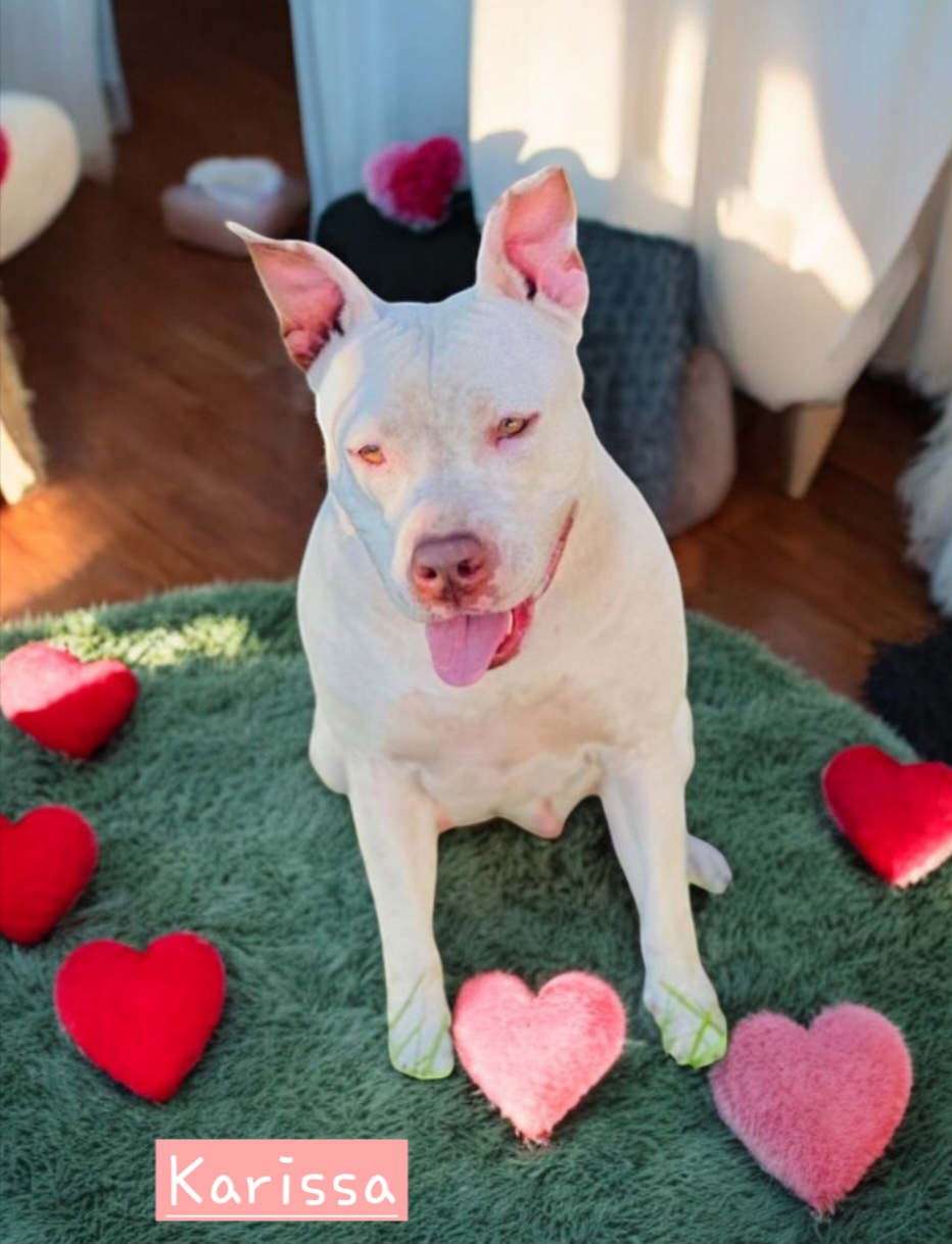 Karissa, a Adoptable American Bulldog in Winter haven, FL image 2/2