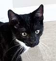 Frankie, ADOPTABLE, Kitten Male Tuxedo.