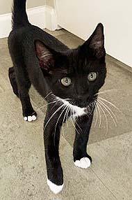 Frankie, a ADOPTABLE Tuxedo in Tiburon, CA image 2/2