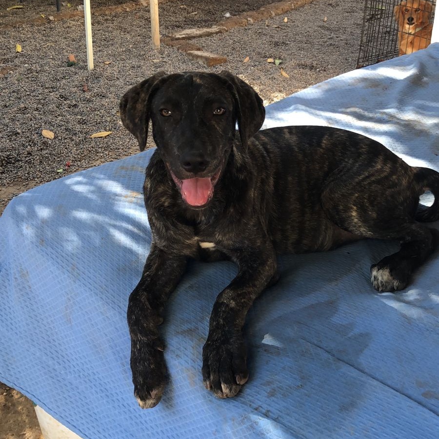 Ringo, a Adoptable Mixed Breed in Las Jarretaderas, NAY image 5/6