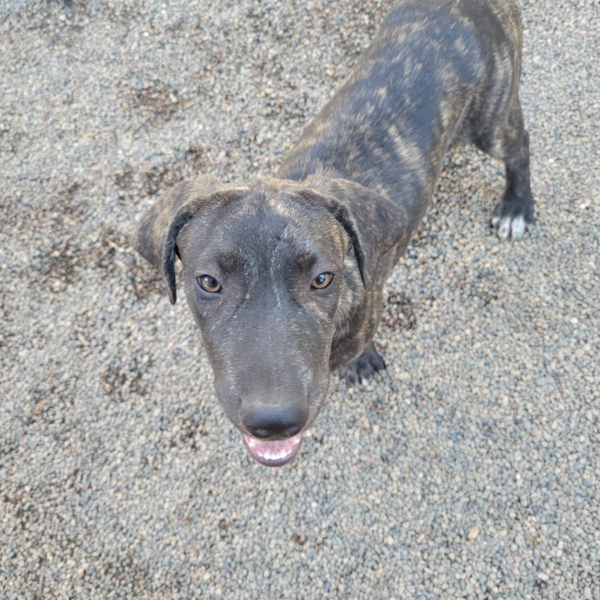 Ringo, a Adoptable Mixed Breed in Las Jarretaderas, NAY image 3/6