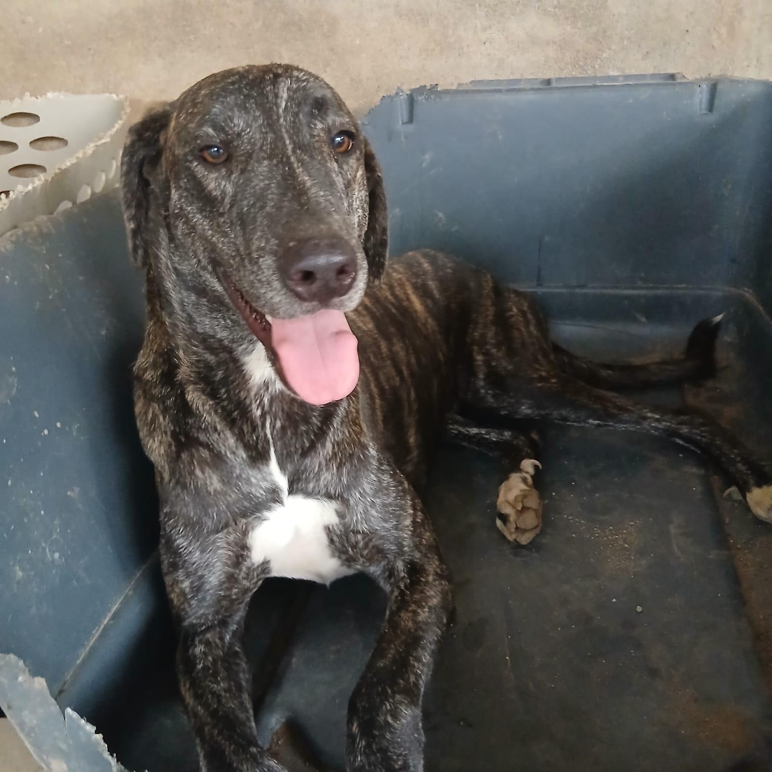 Ringo, Adoptable, Young Male Mixed Breed.