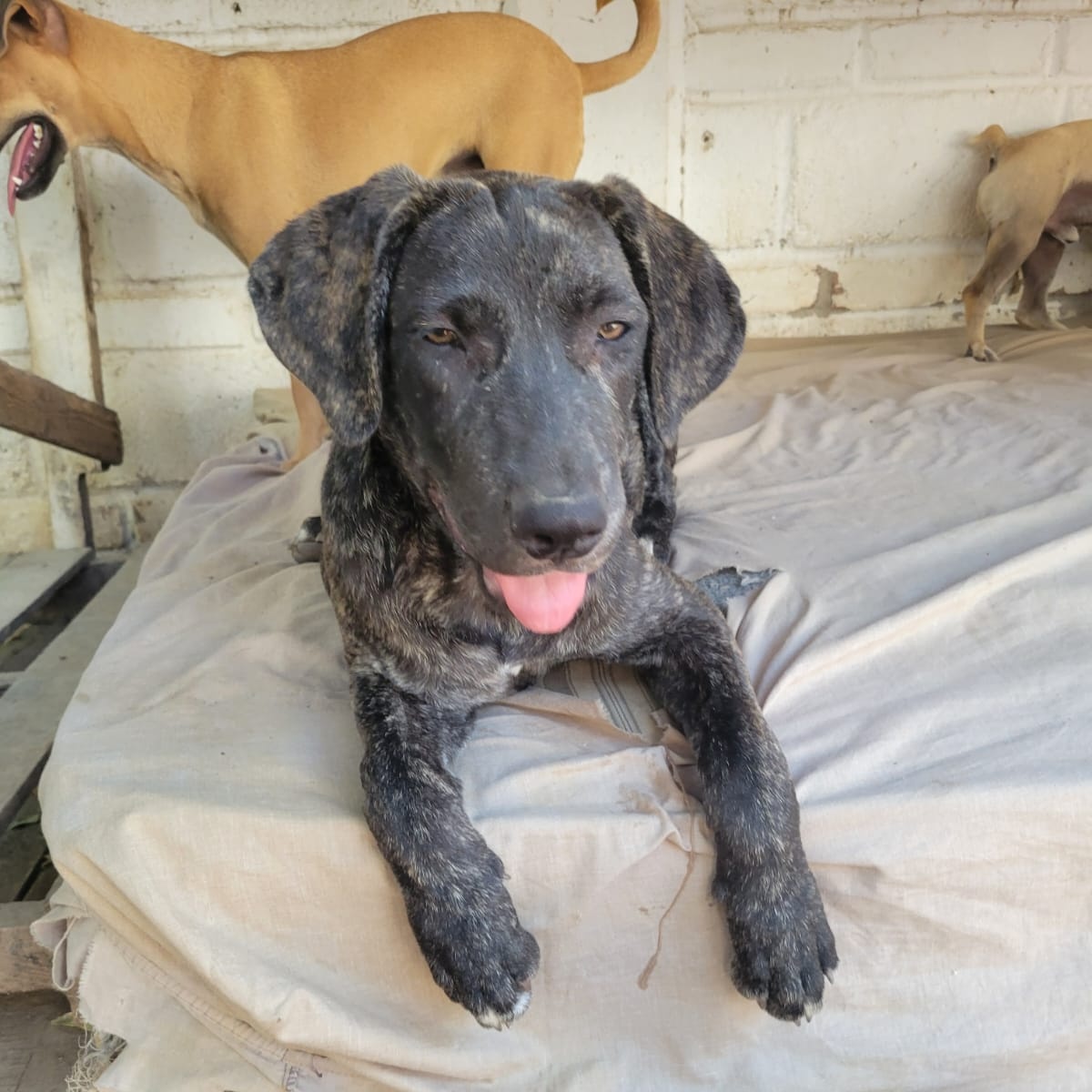 Ringo, a Adoptable Mixed Breed in Las Jarretaderas, NAY image 4/6